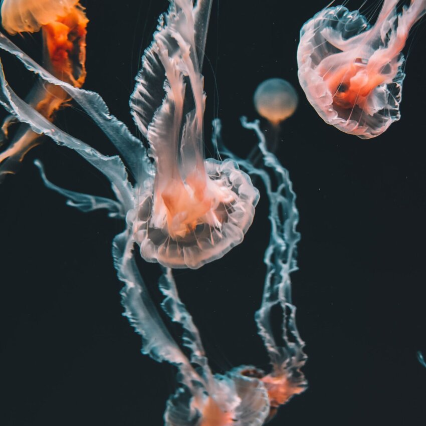 reddish jellyfish against dark background