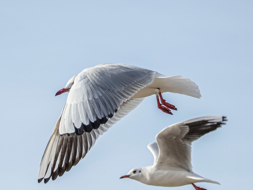 Seagulls Seagulls in flight on a blue sky
