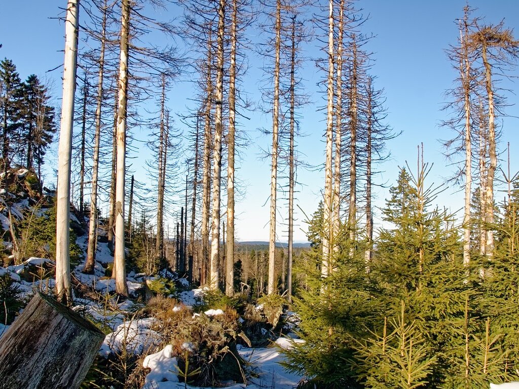 Dead trees
