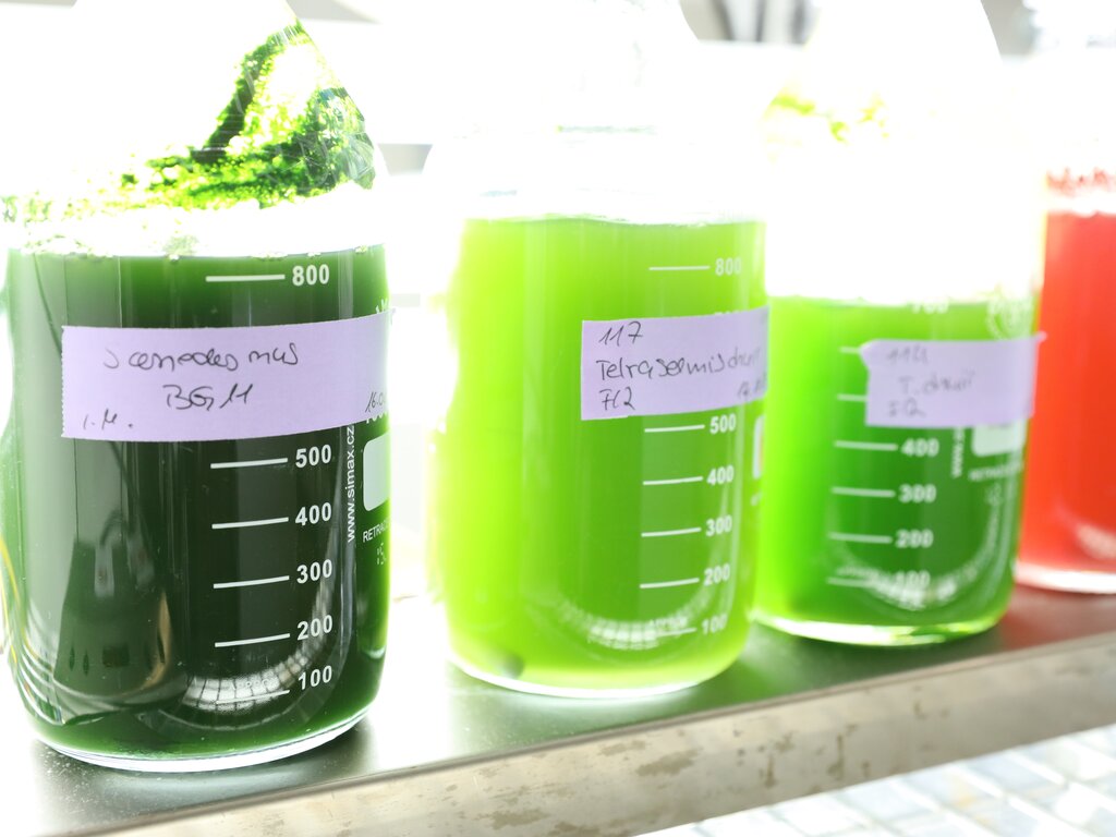 Algae cultures Algae cultures in bottles